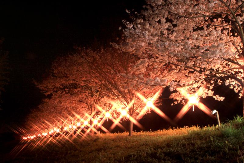 辰ノ口さくら祭り（花火大会）